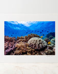 Photo Mount - 'The Aquarium'
