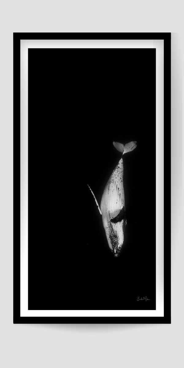 white underbelly of diving whale surrounded by black deep ocean