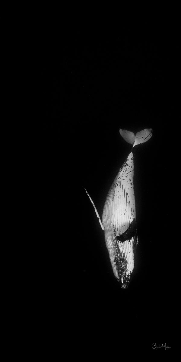 white underbelly of diving whale surrounded by black deep ocean