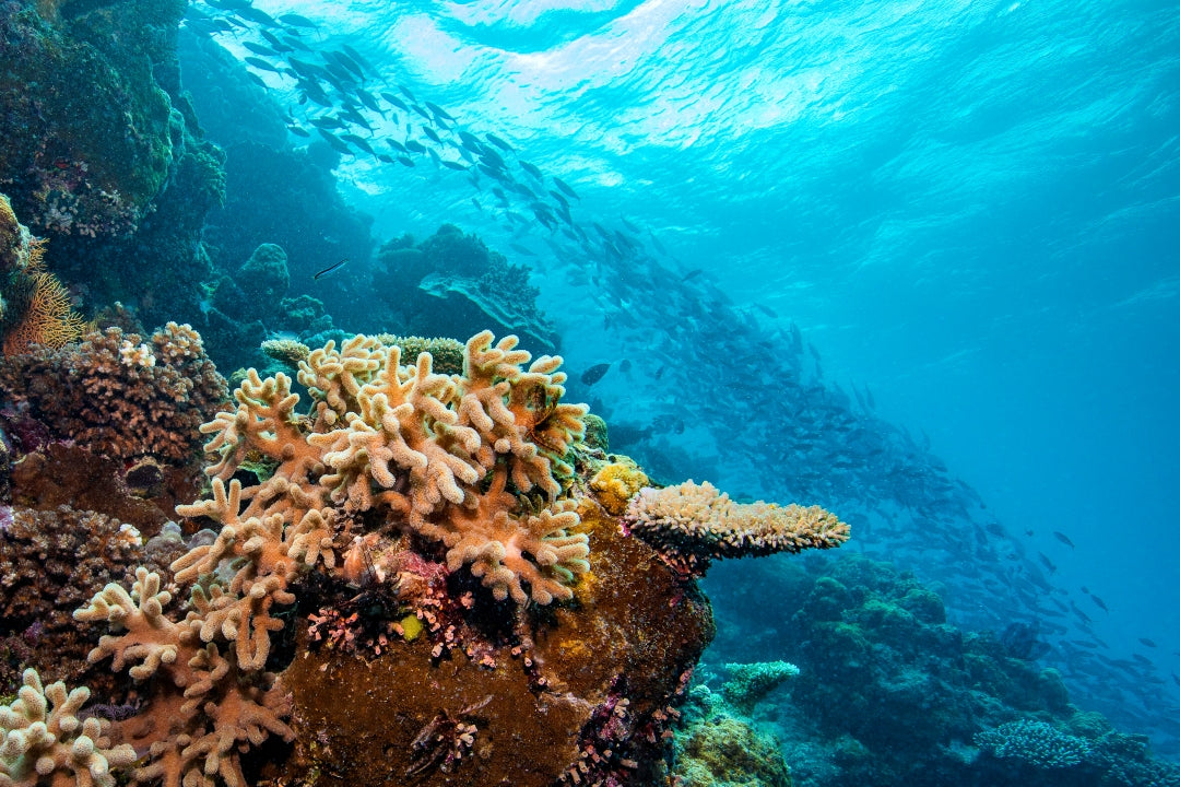 Treasure - Underwater Reef Print