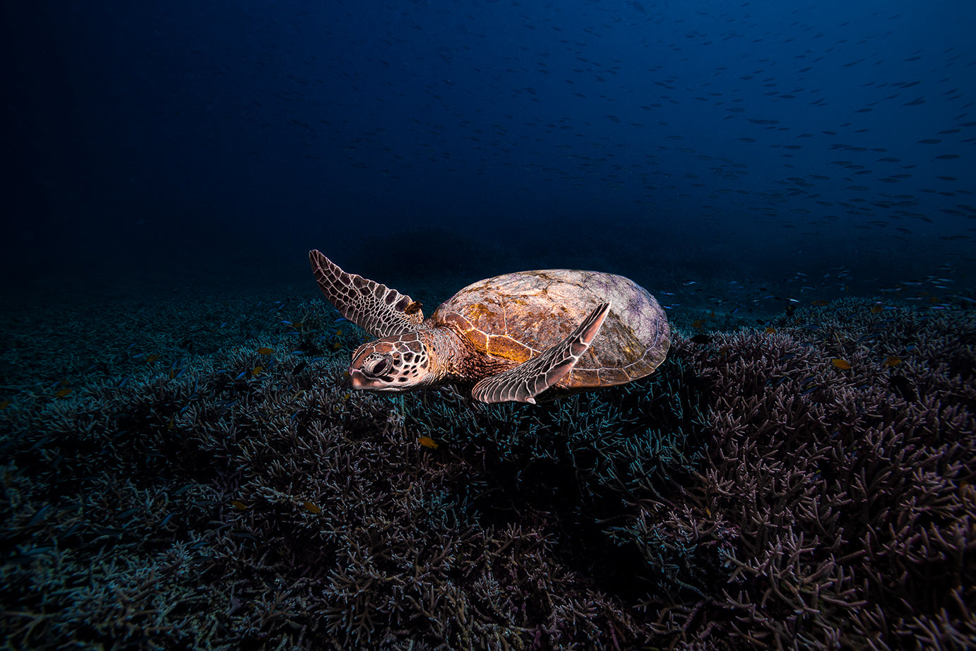 dark and deep with a sea turtle swimming over more coral with dark blue waters around