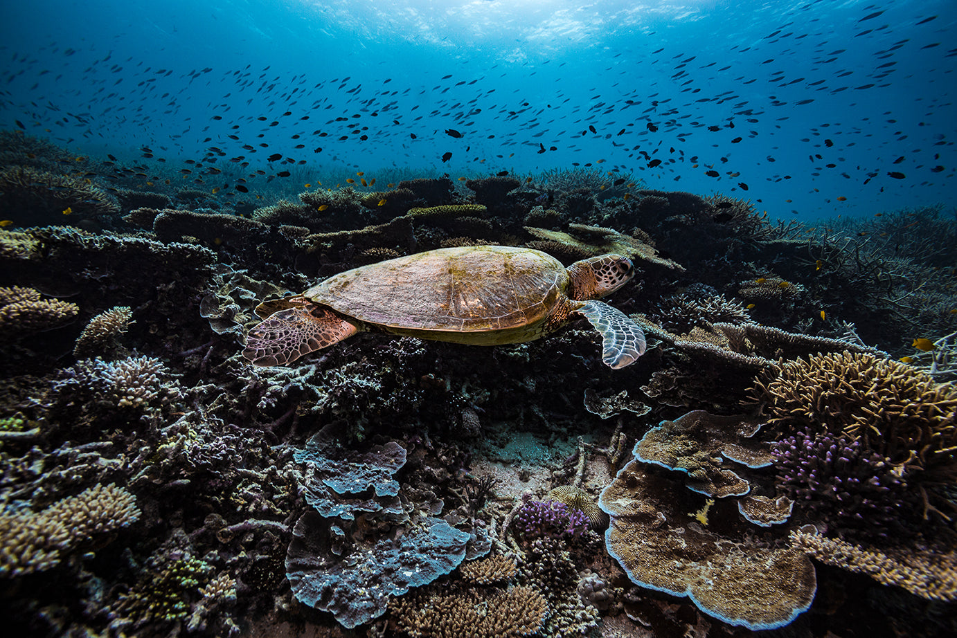 forest of vibrant coloured coral and sea turtle gliding above as smaller fish swim above turtle