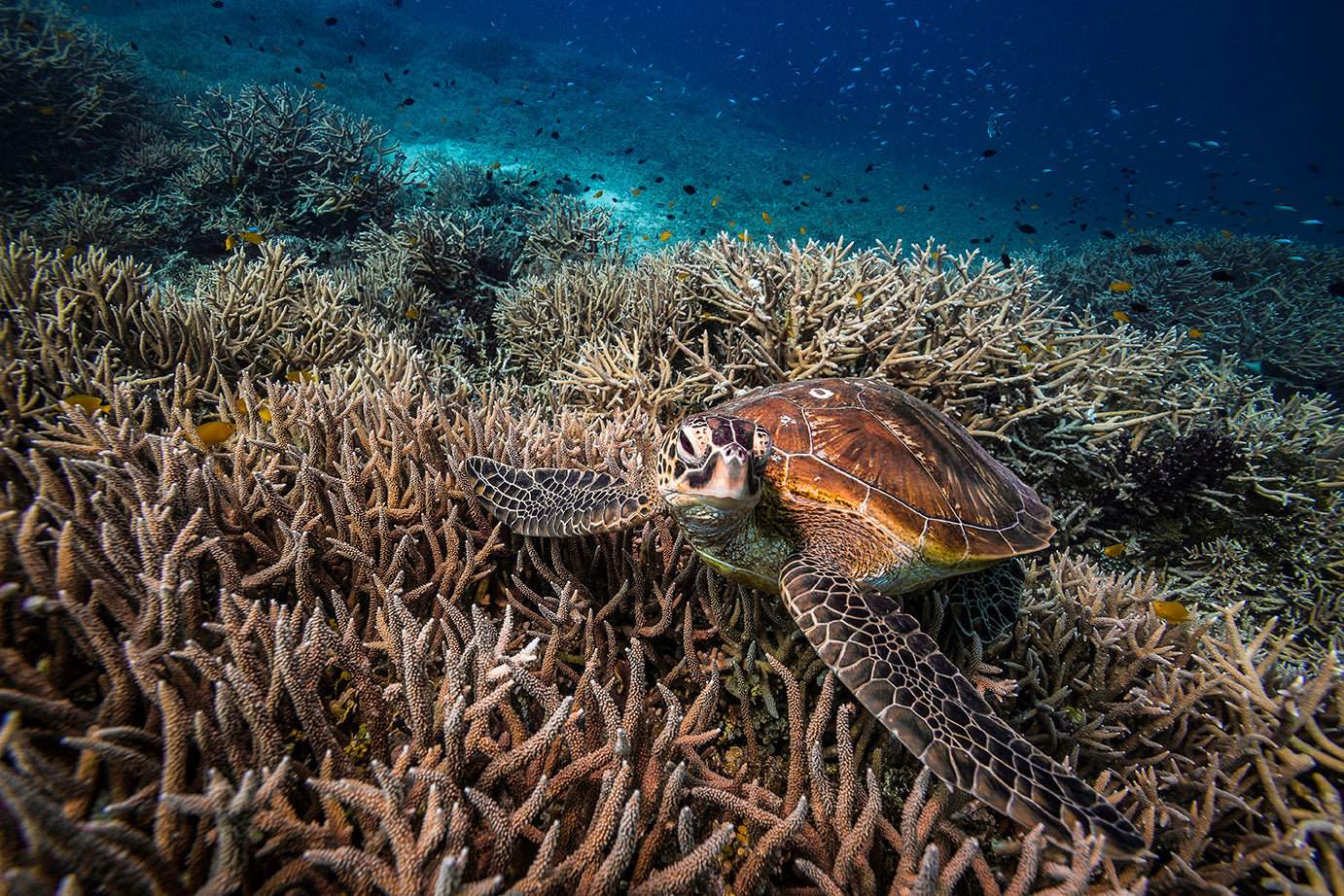 sea turtle gliding across coral reef with small yellow fishing darting around