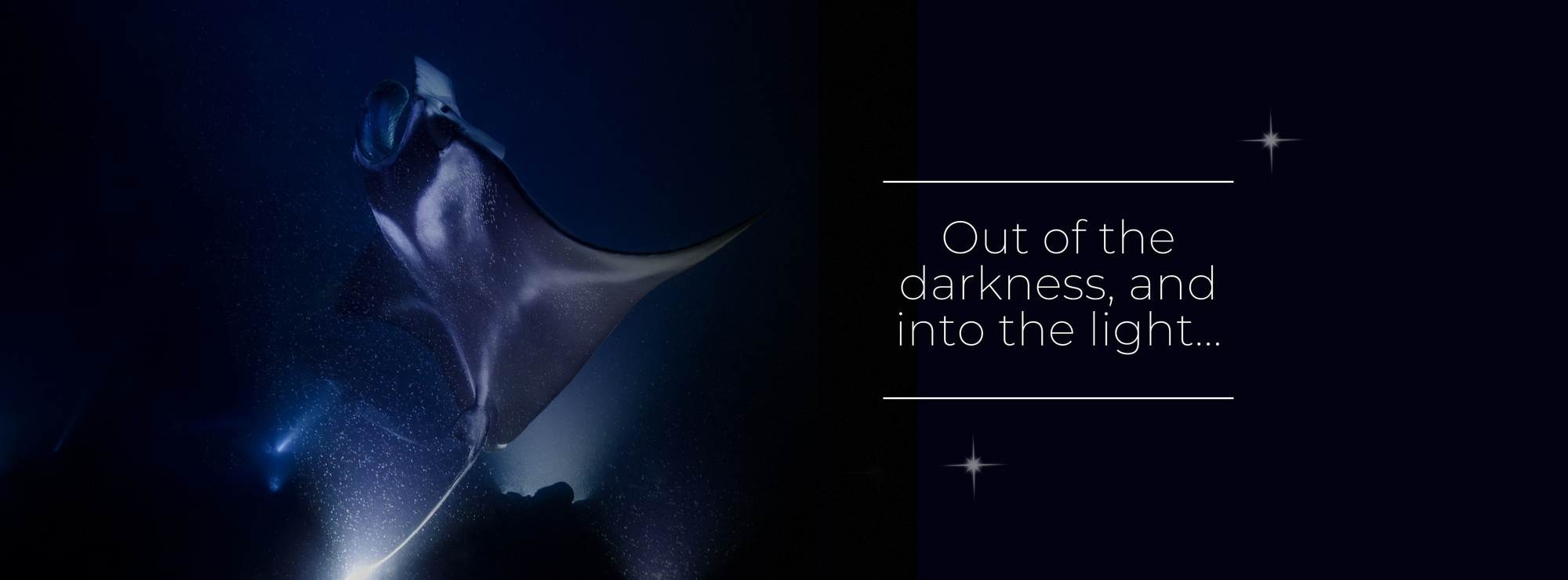 Night photo of manta ray 
