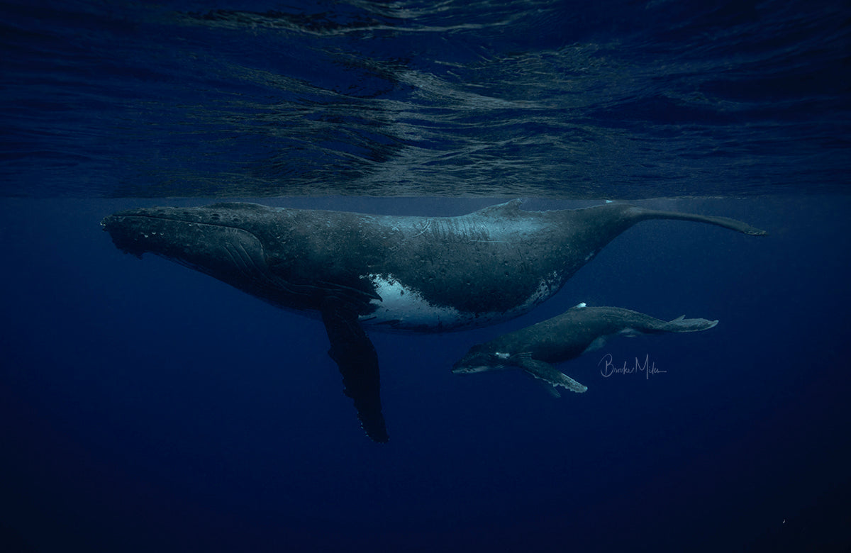 Mum whale and baby whale swimming through the ocean blue waters