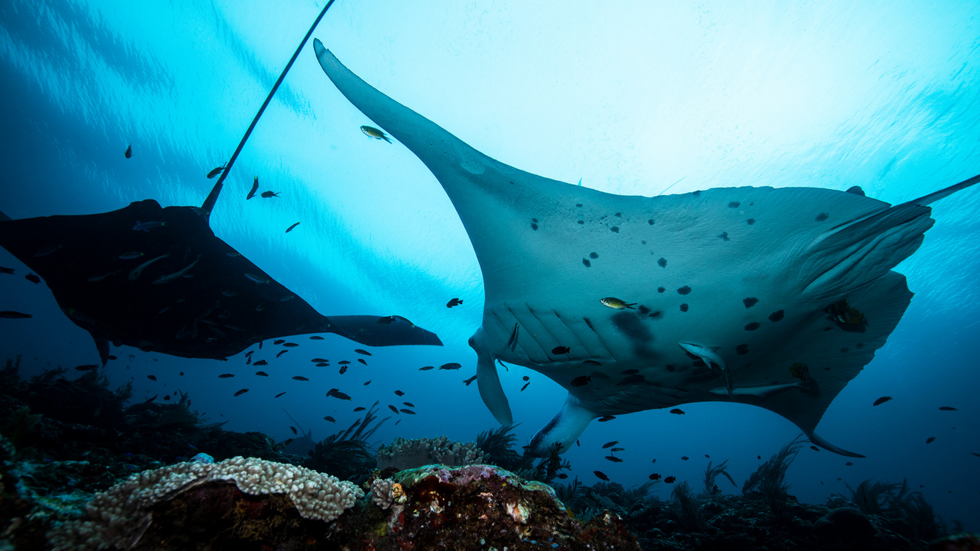 manta ray swimming over 