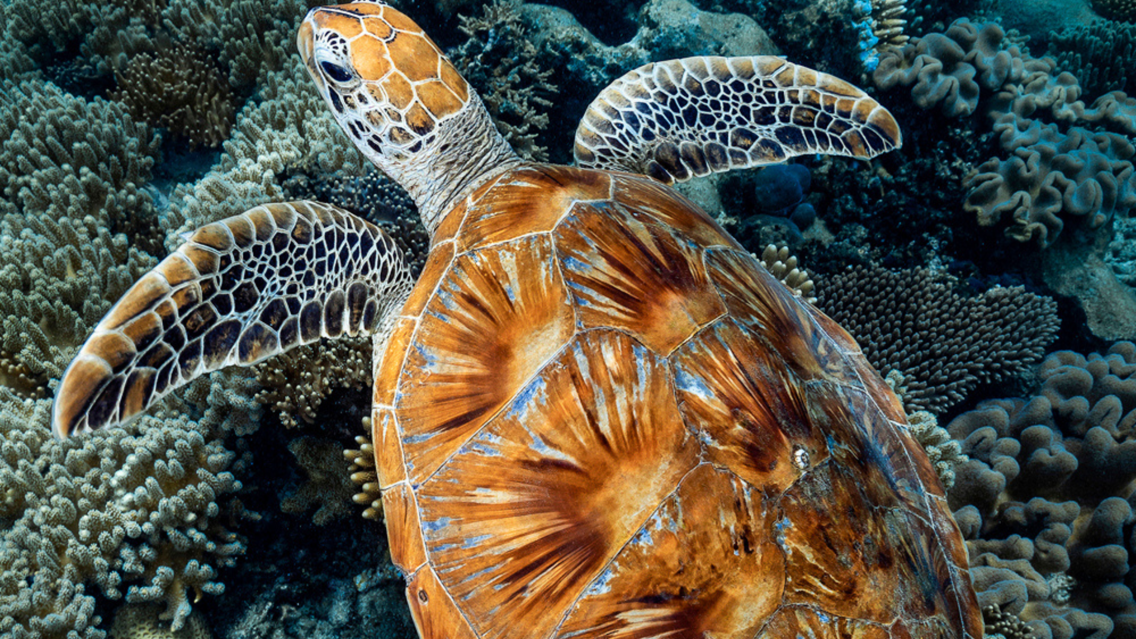 The Most Beautiful Turtle shell. Introducing 'Striker' – Above & Below ...
