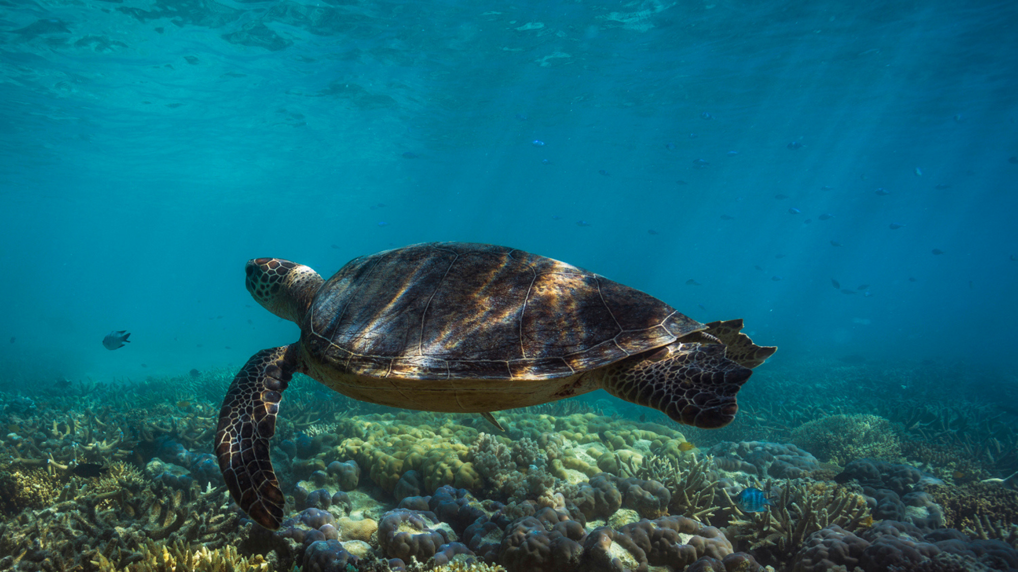 The Green Sea Turtle of The Great Barrier Reef