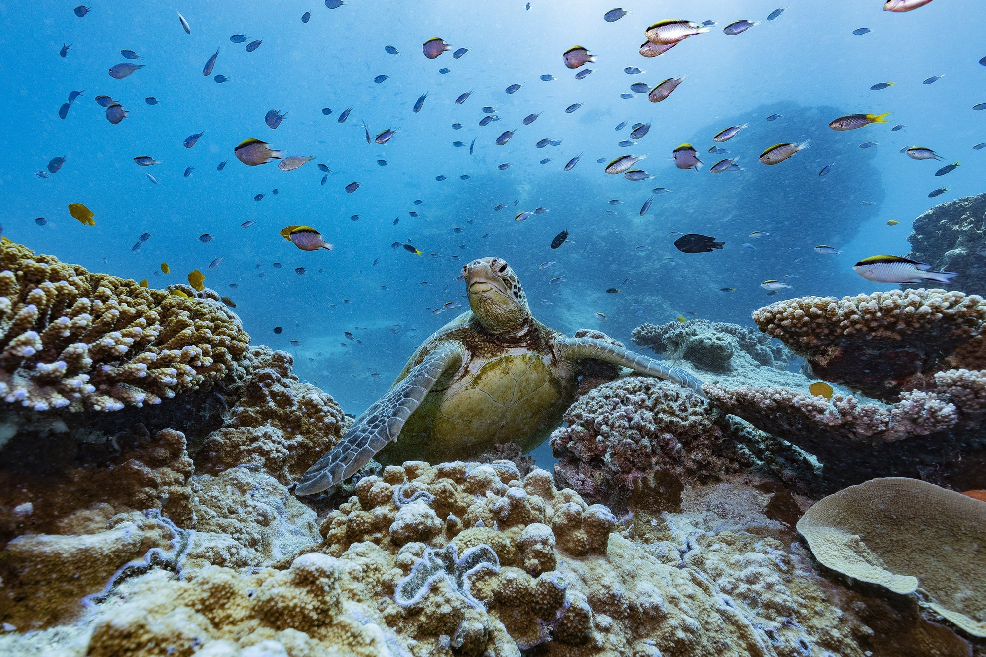 Calm green sea turtle on coral bommie, photographed off Airlie Beach, Queensland