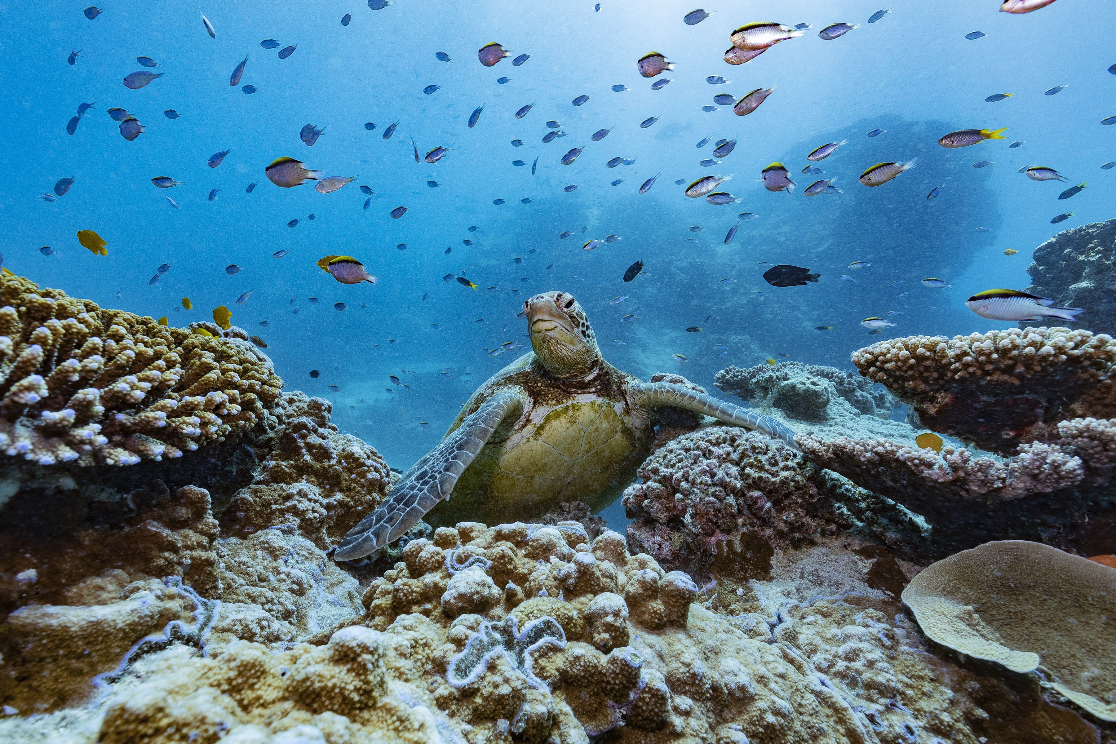 Introducing Poser – The Cheeky Turtle That Loves – Above & Below ...