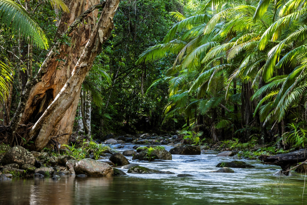 photo of rainforest trees and river