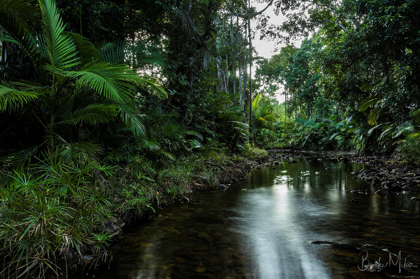 Nature Collection | Rainforest and Landscape Prints