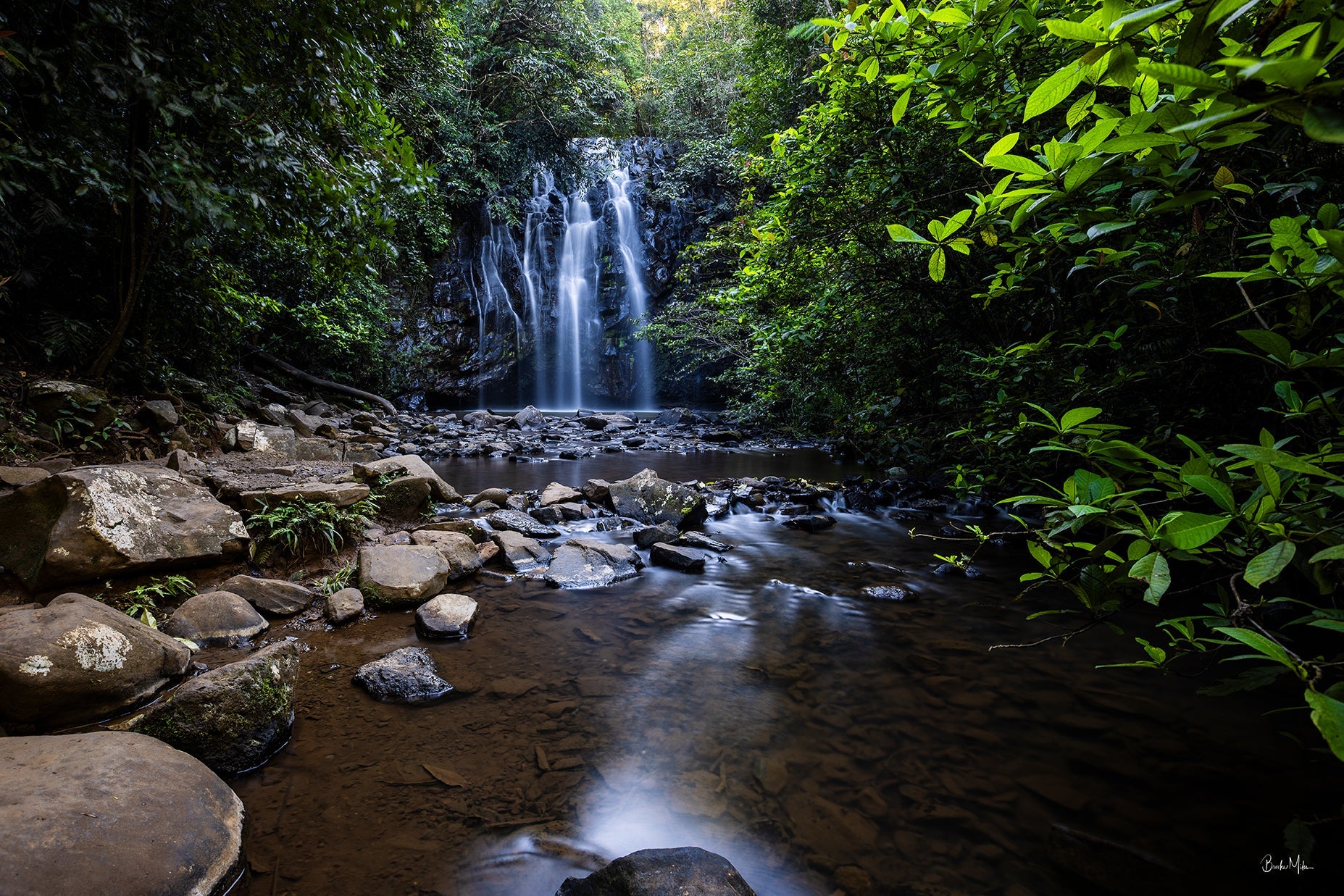 Nature Collection | Rainforest and Landscape Prints