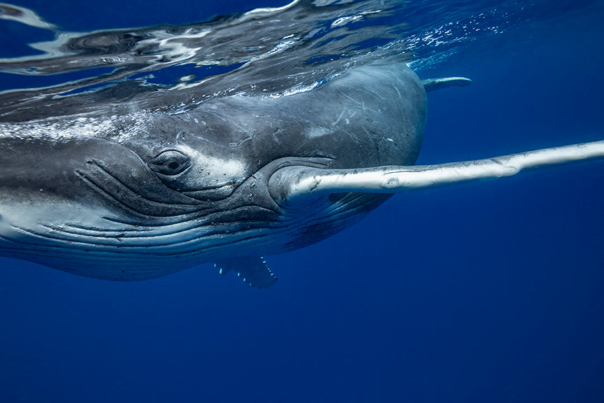 humpback whale calf photo print