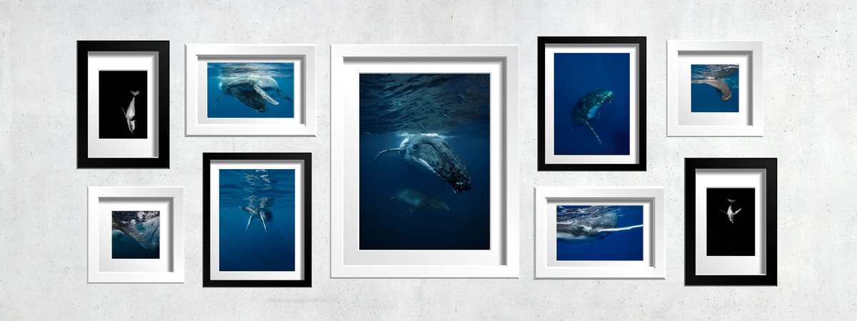 Whales | Humpback Whale Ocean Prints