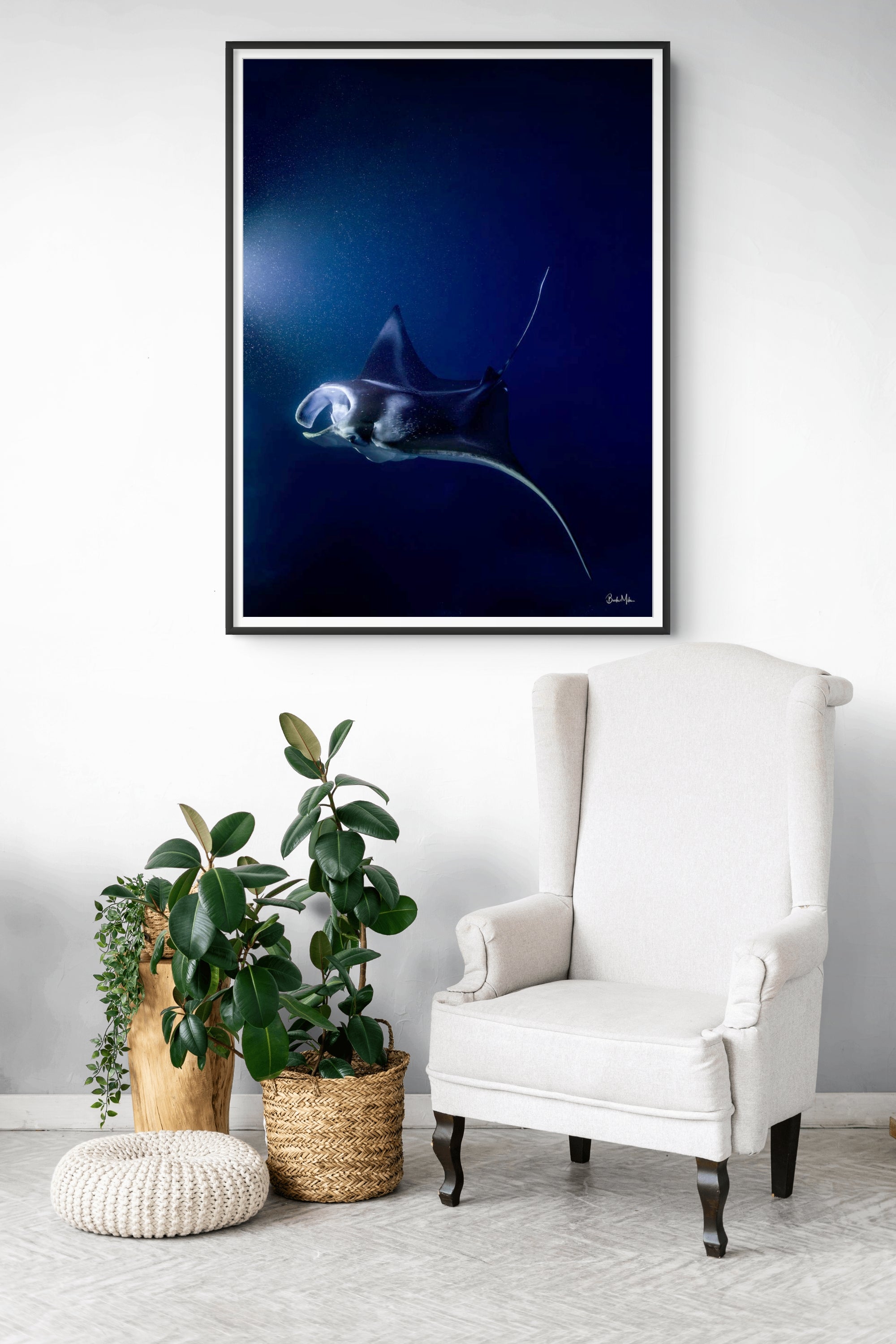 Phantom | Manta Ray Wall Art – Kona Hawaii