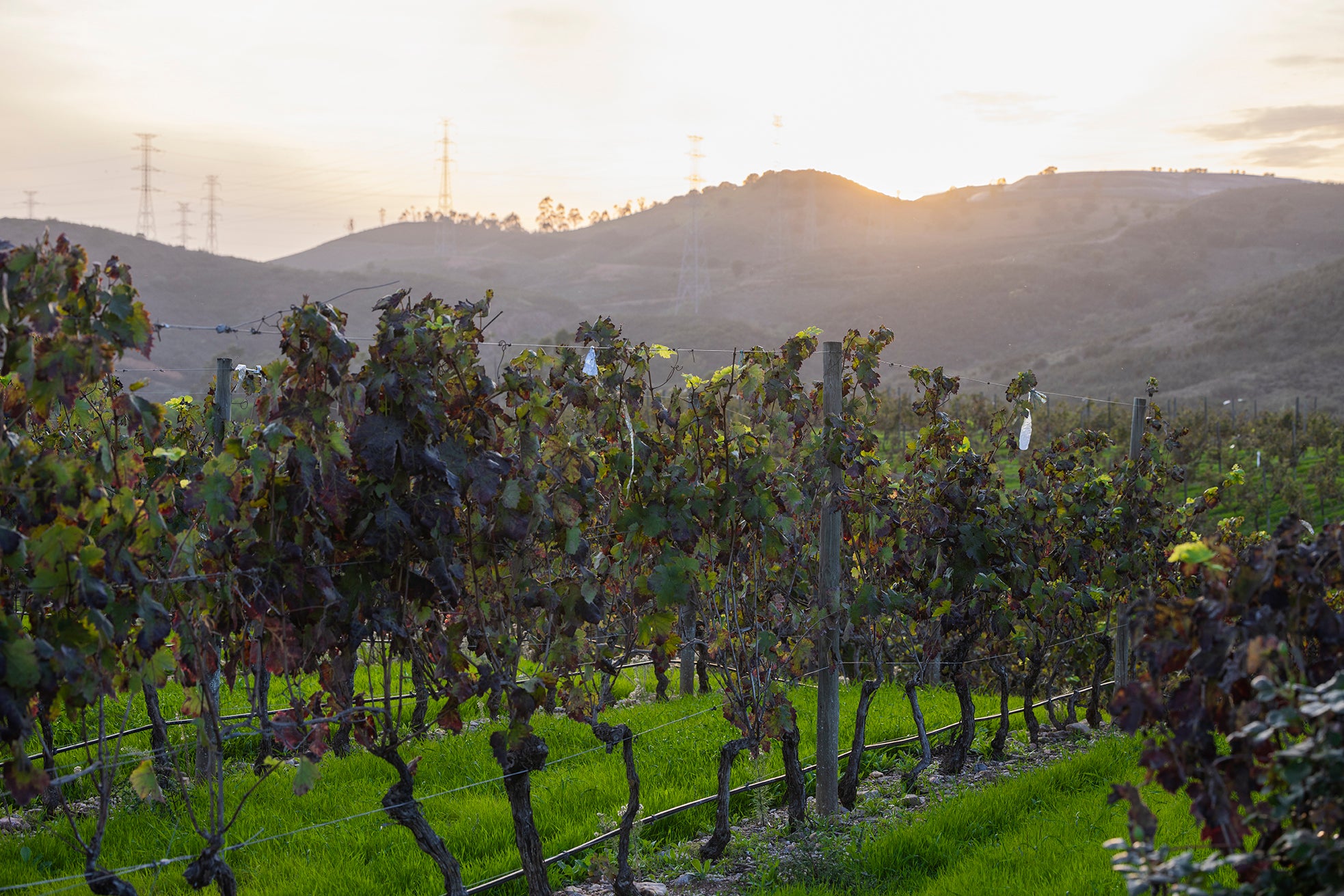 Algrave Vineyard - Portugal Winery Print