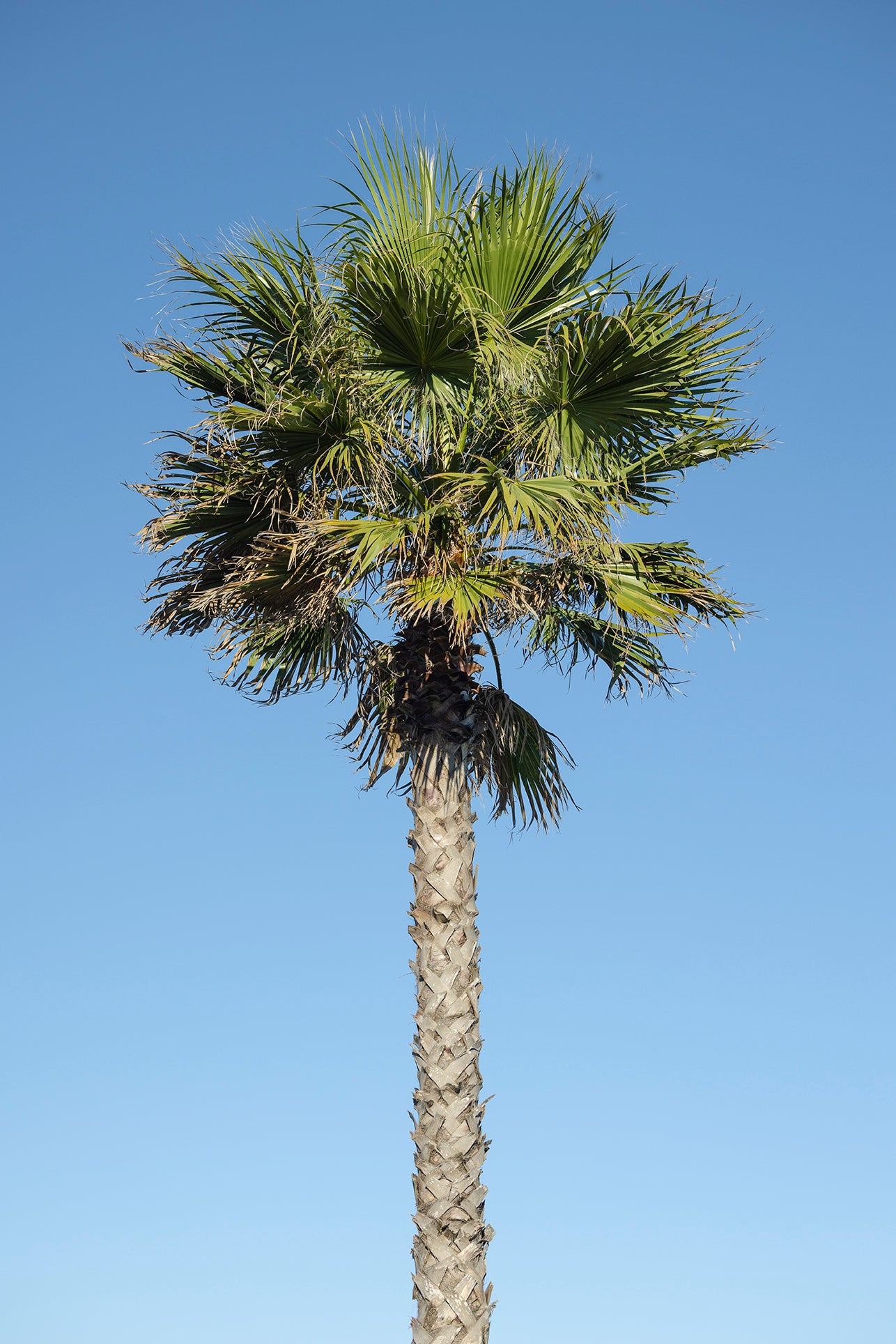 Costa Palm - Portugal Palm Tree Travel Print