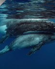 Cuddles - Humpback Whale Print