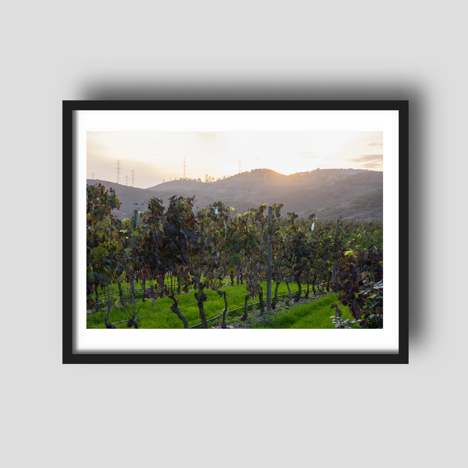 Algrave Vineyard - Portugal Winery Print