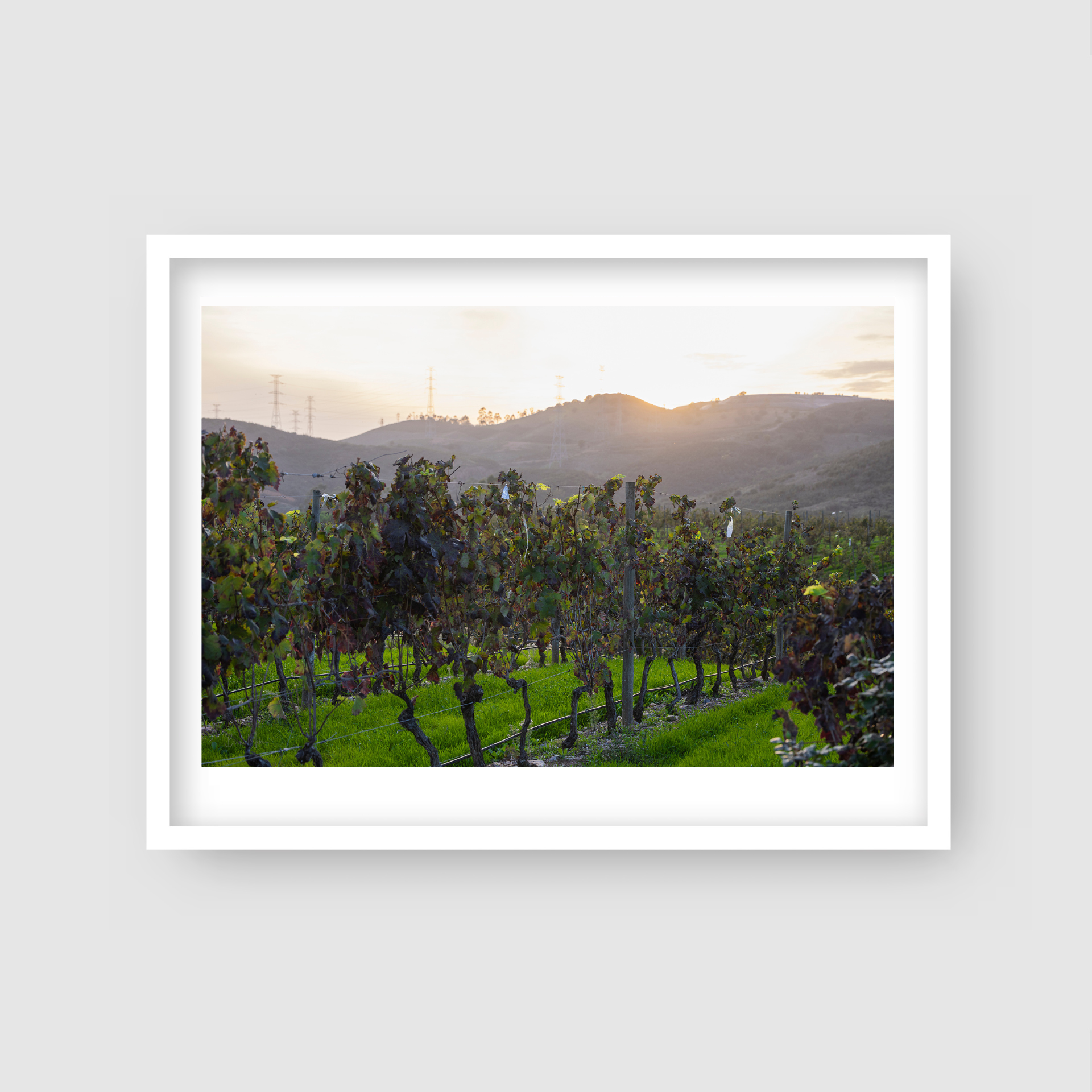 Algrave Vineyard - Portugal Winery Print