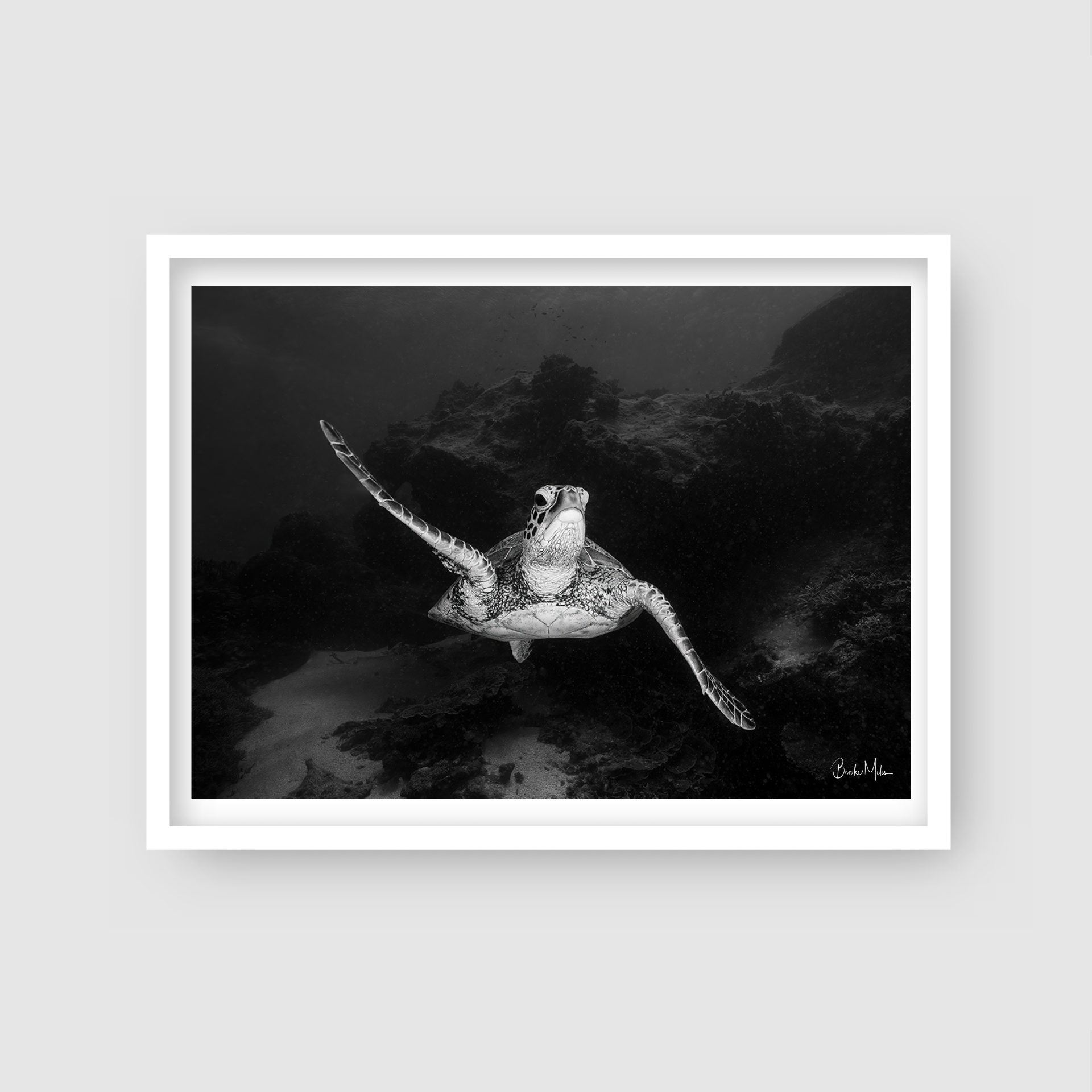 Ancient Nomad - B&amp;W Great Barrier Reef Turtle Print