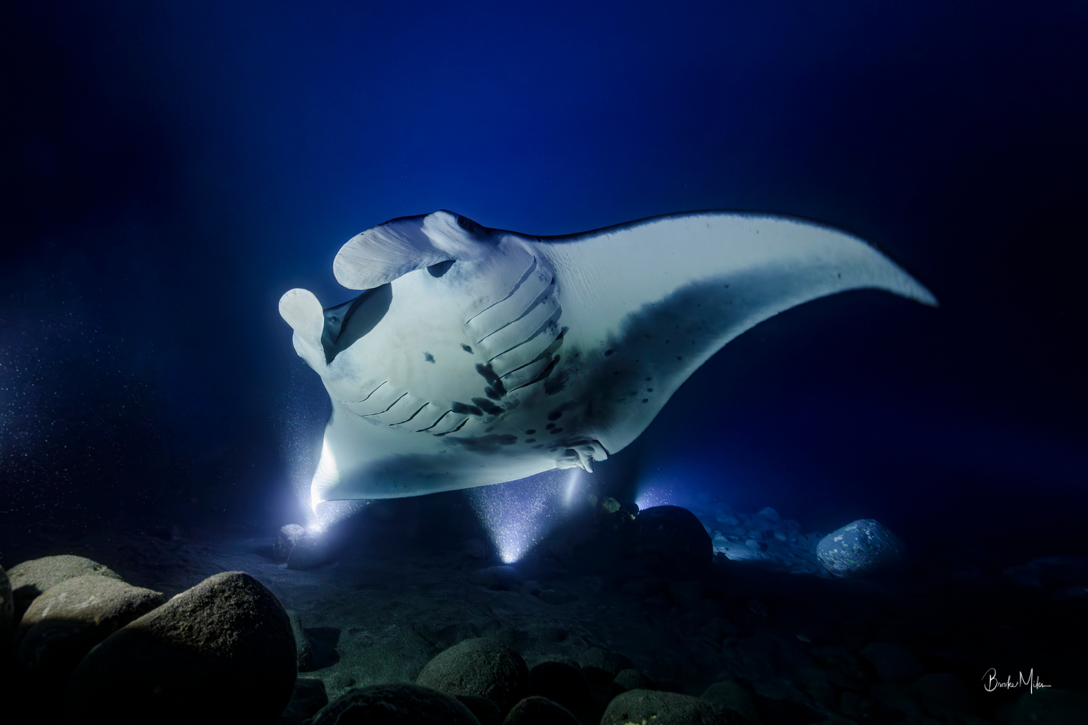 Big Kona | Manta Ray Wall Art – Kona Hawaii