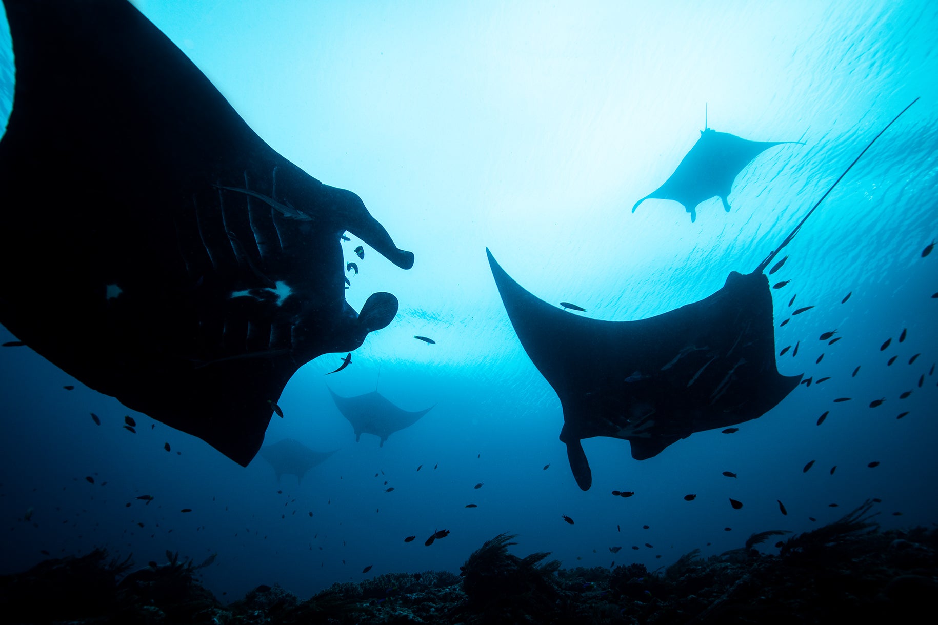 Art Mount | Raja Ampat Underwater Photography by Brooke Miles – Above ...