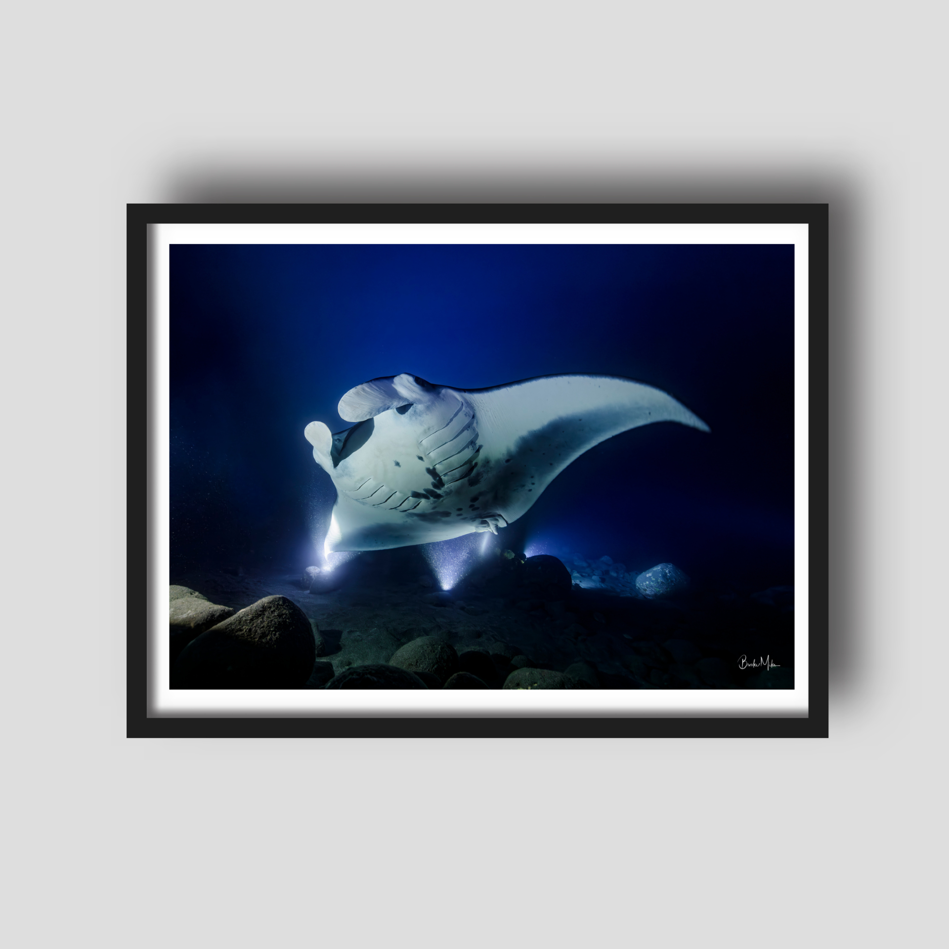 Big Kona | Manta Ray Wall Art – Kona Hawaii