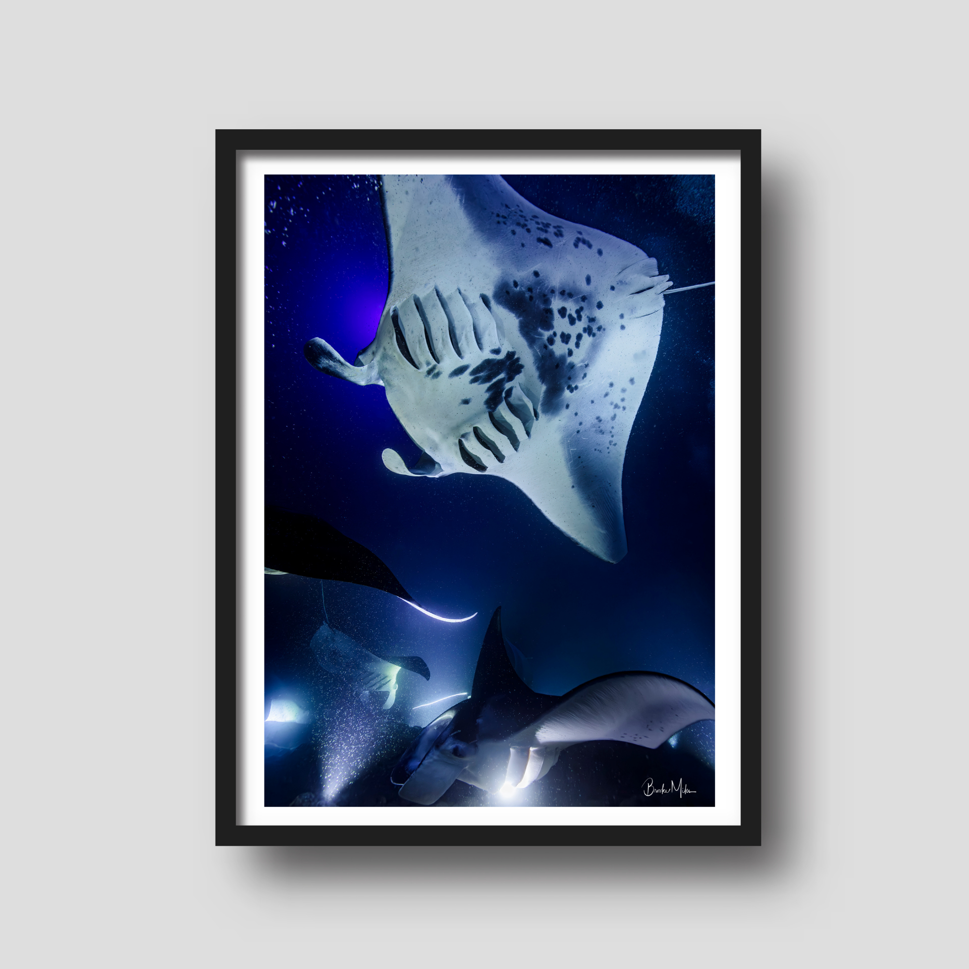 Gathering | Manta Ray Wall Art – Kona Hawai'i