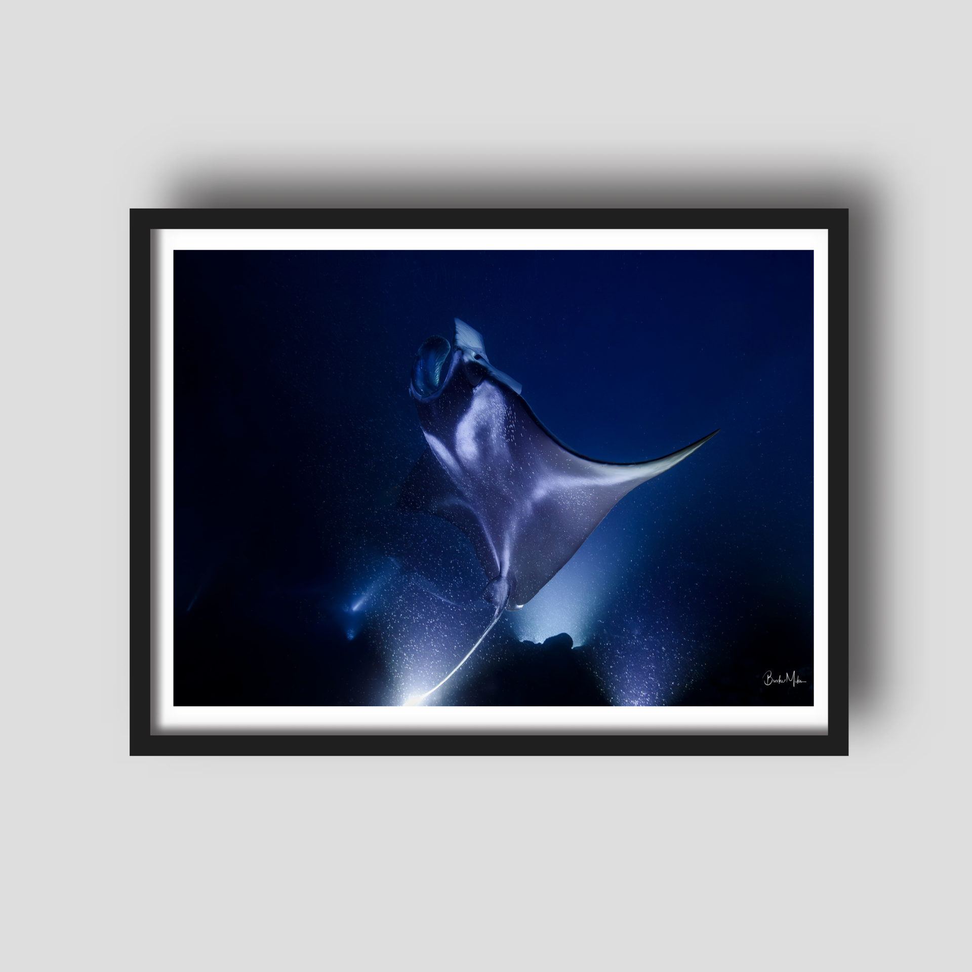 Hahalua | Manta Ray Wall Art – Kona Hawaii