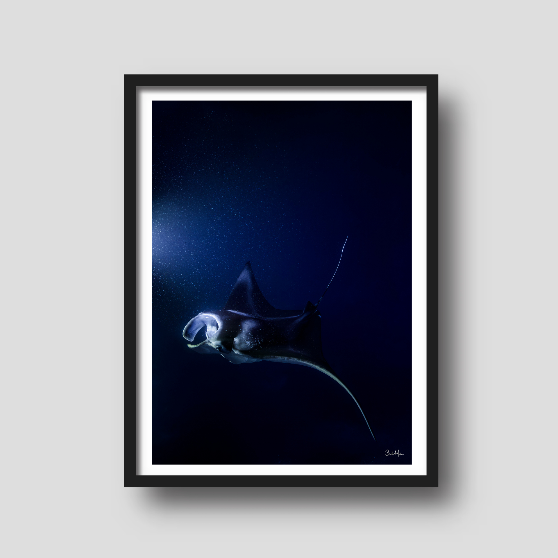 Phantom | Manta Ray Wall Art – Kona Hawaii