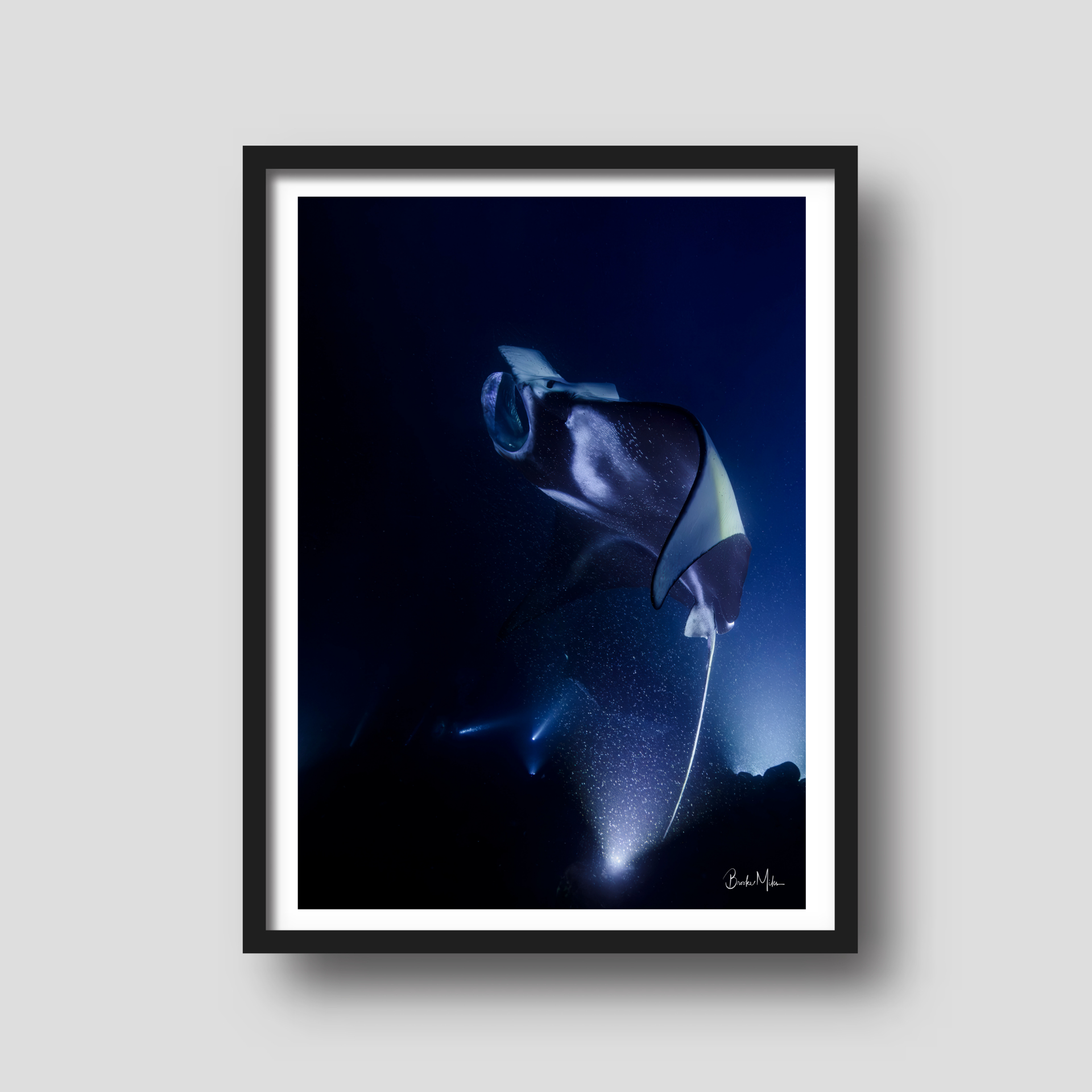 Rhapsody | Manta Ray Wall Art – Kona Hawaii