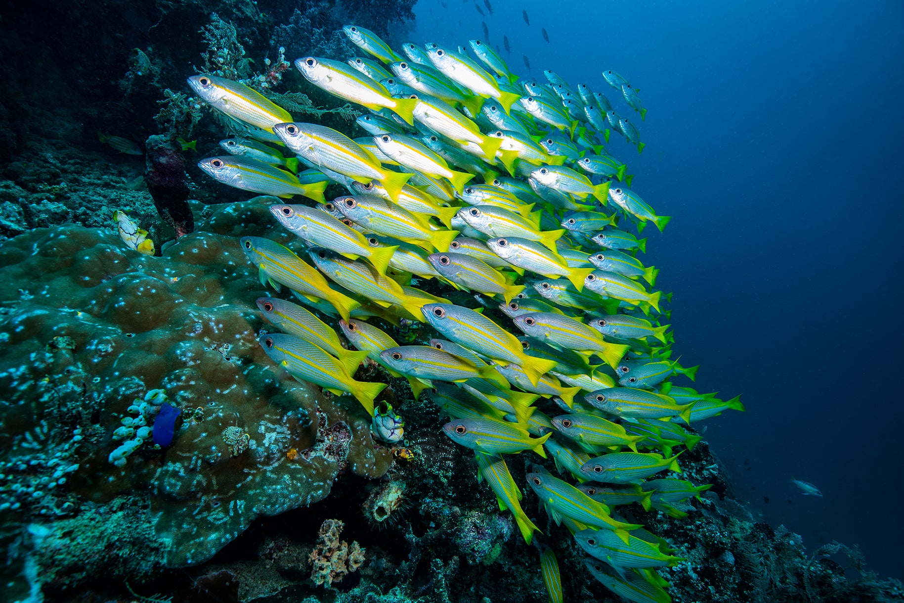 Art Mount | Raja Ampat Underwater Photography by Brooke Miles – Above ...