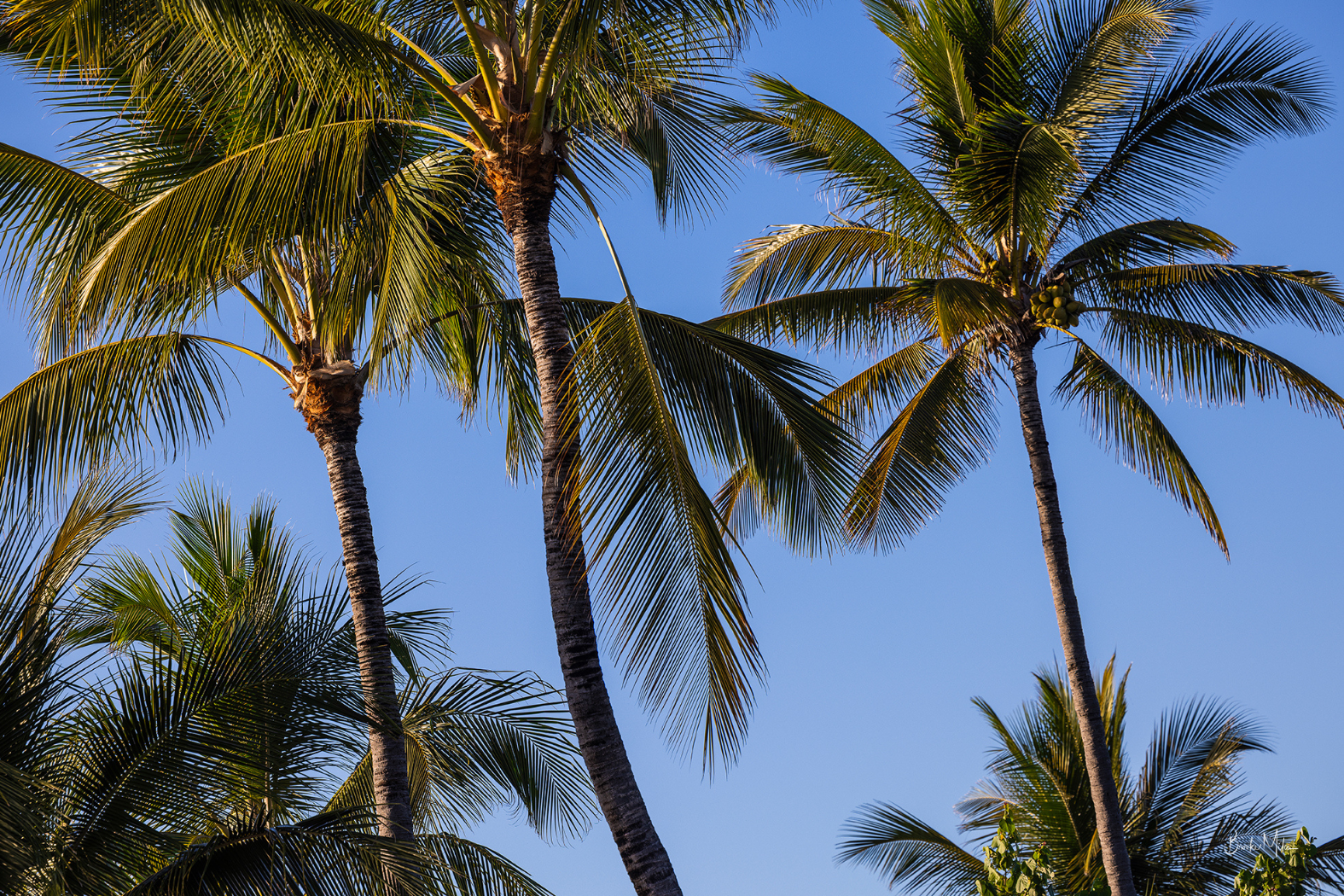 Tall coconut palm trees with green fronds and brown trunks against a clear blue sky.