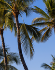 Tall coconut palm trees with green fronds and brown trunks against a clear blue sky.