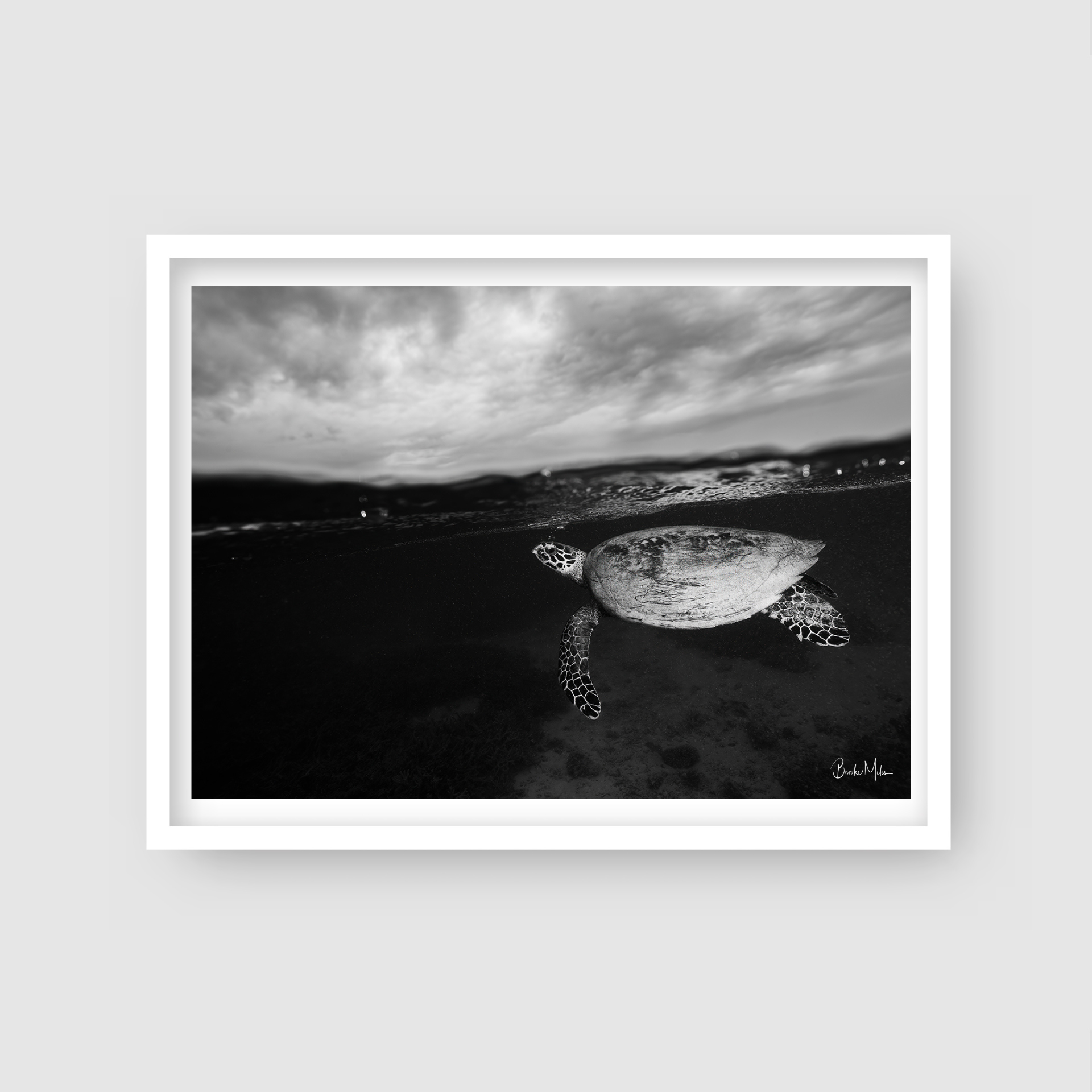 Breathe - B&amp;W Great Barrier Reef Turtle Print
