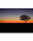 Kimberley Boab Tree At Sunrise