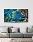 Charlie Boy - Underwater Maori Wrasse Print