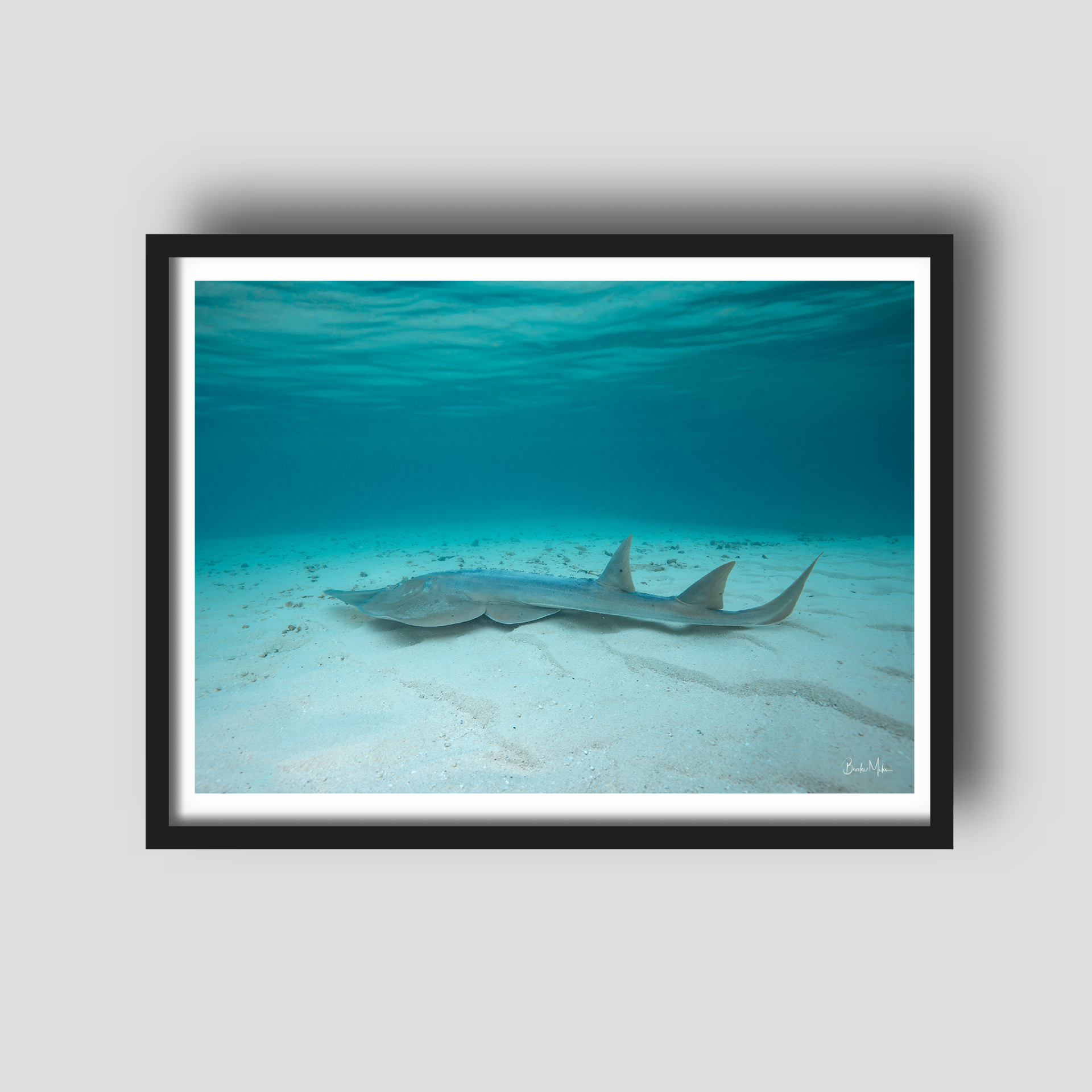 Chill Master - Underwater Shovelnose Ray Print