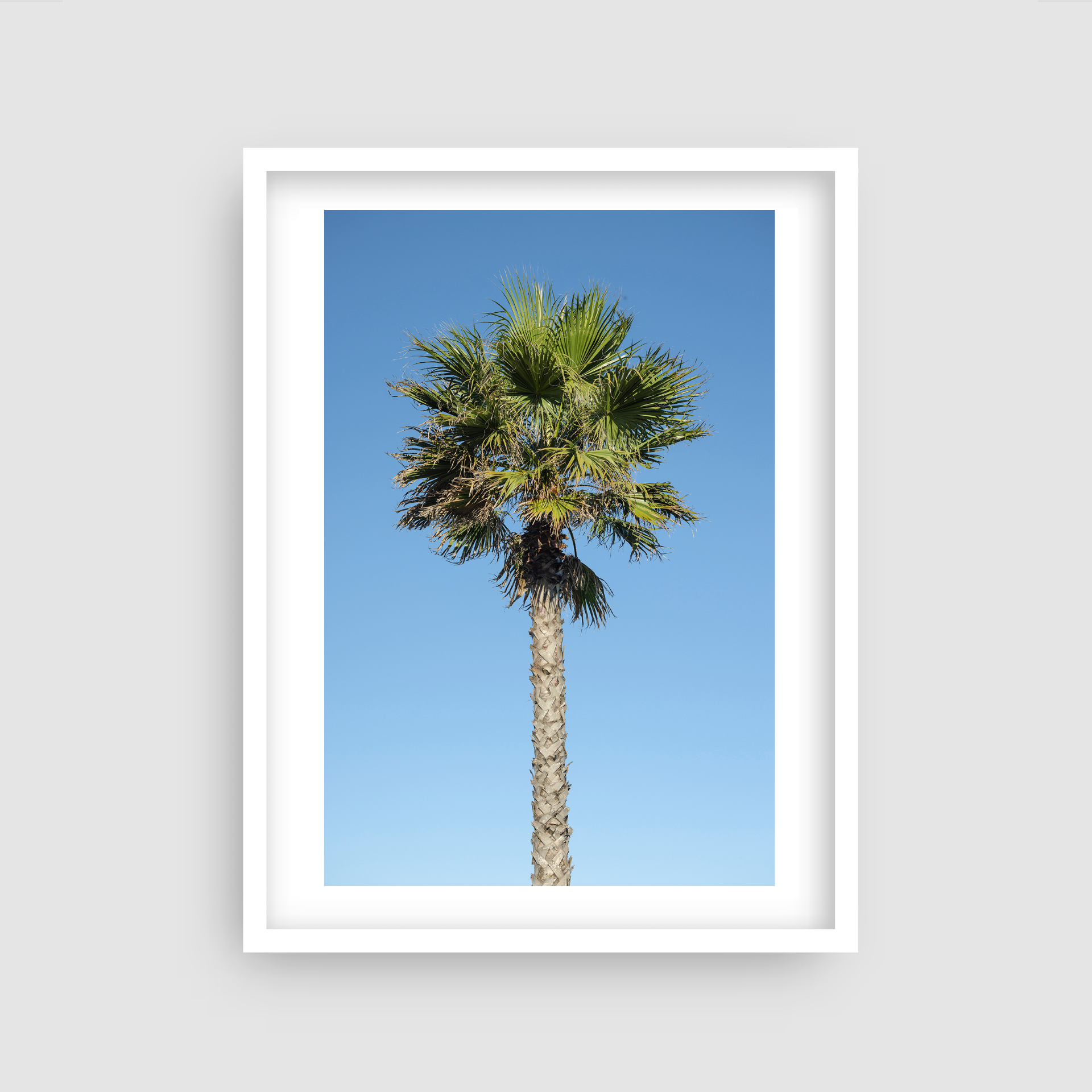 Costa Palm - Portugal Palm Tree Travel Print