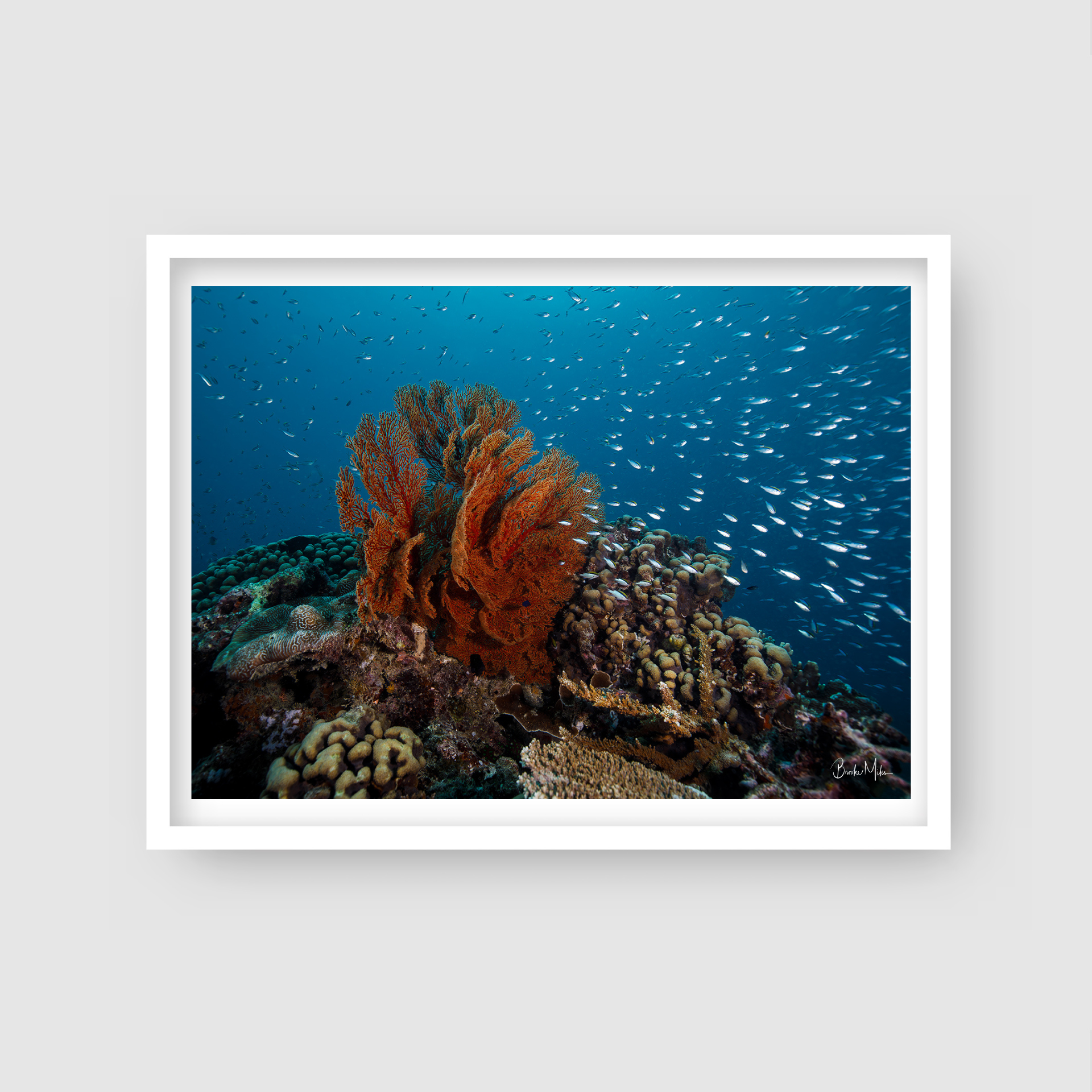 Fireplace - Great Barrier Reef Coral Print