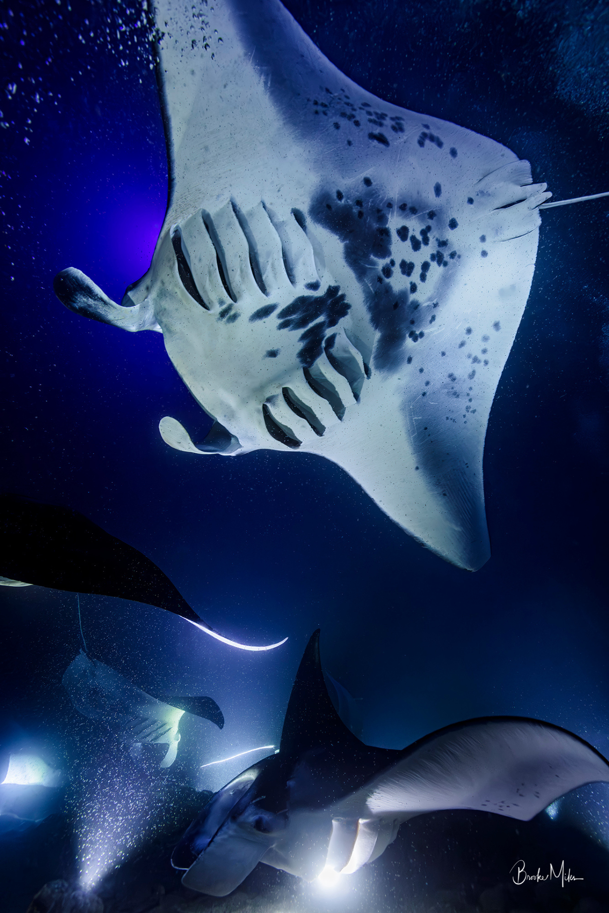 Gathering | Manta Ray Wall Art – Kona Hawai'i