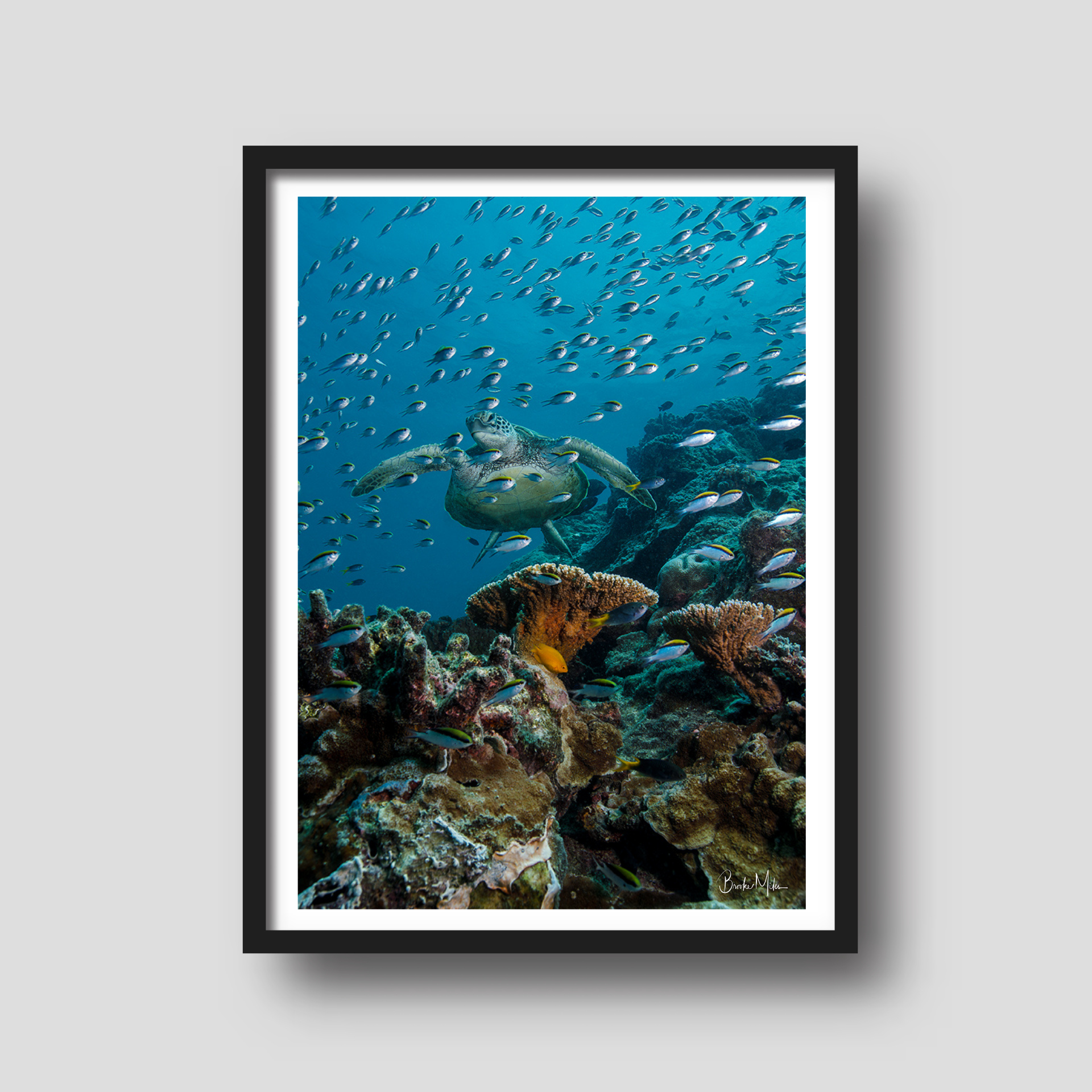 Group Therapy - Great Barrier Reef Turtle Print