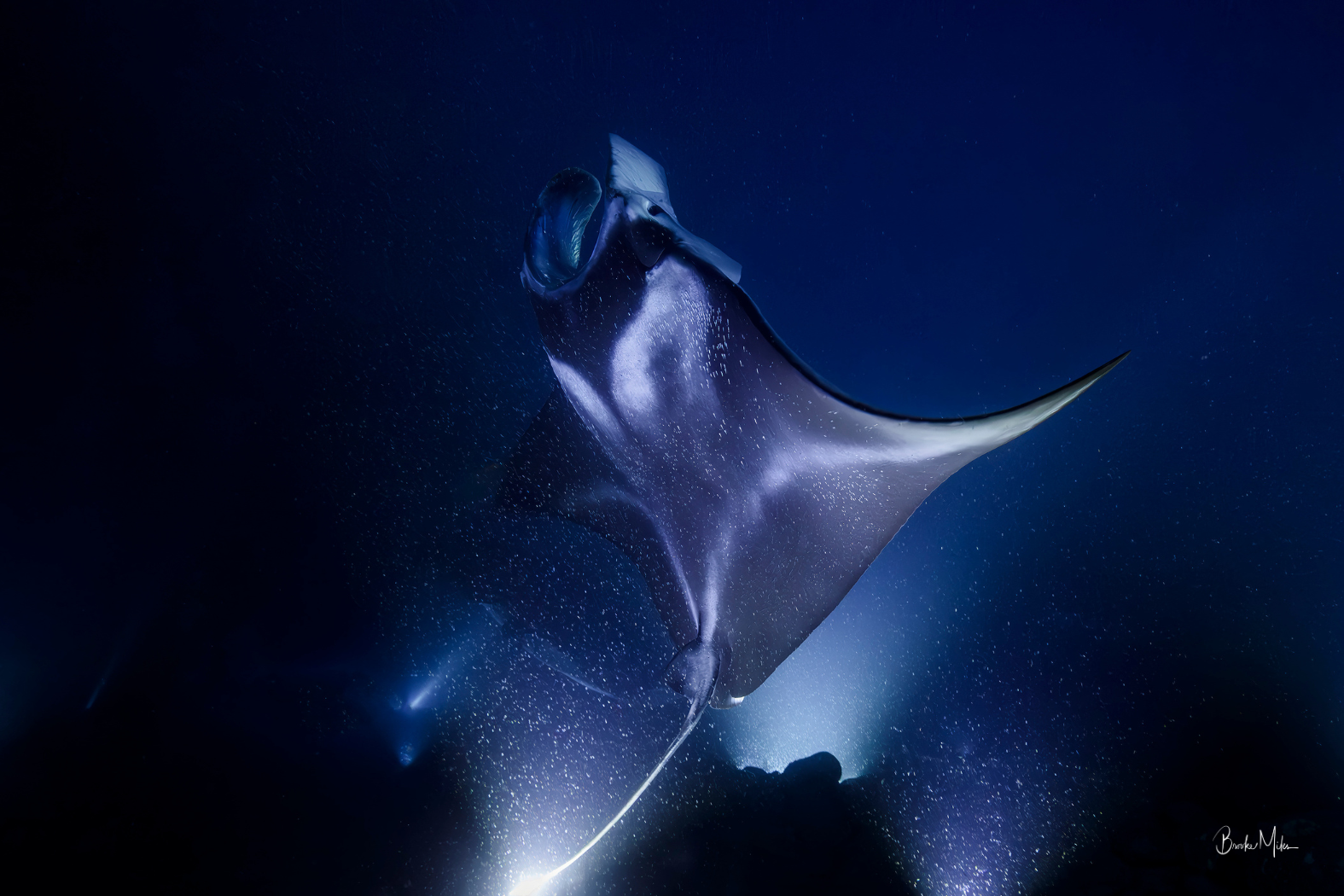 Hahalua | Manta Ray Wall Art – Kona Hawaii