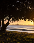 A scenic landscape photograph of a beach at sunset, featuring silhouetted trees with hanging vines in the foreground, a sandy shoreline, and the sun low over the water reflecting a warm golden glow.