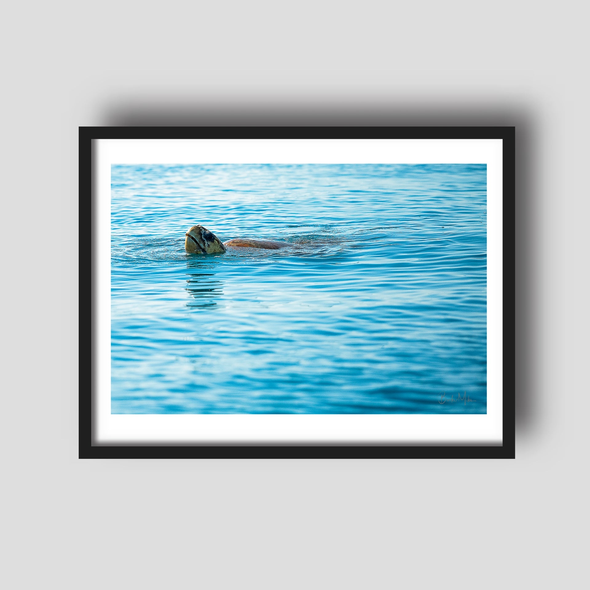 Hello | Turtle Great Barrier Reef Photographic Print by Brooke Miles ...