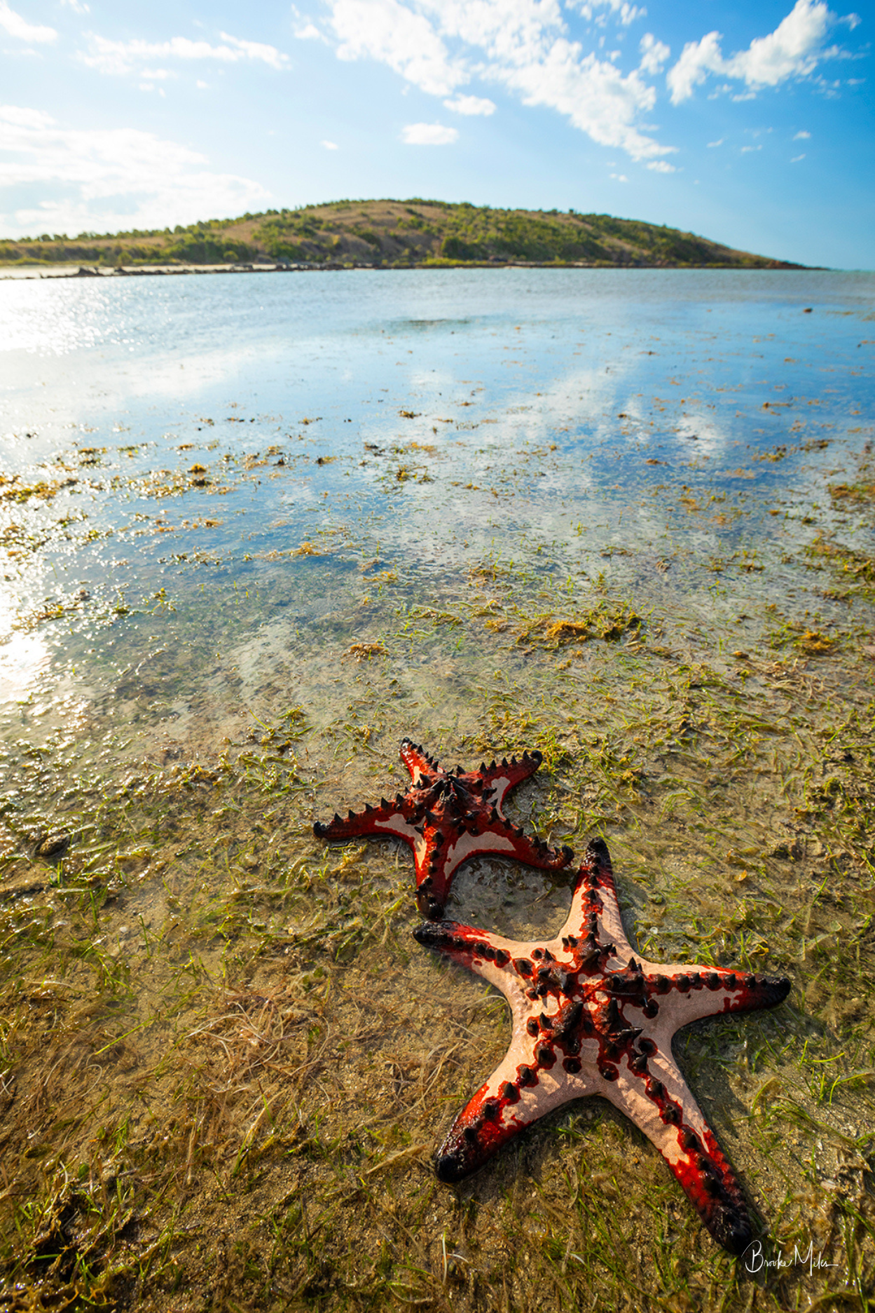 Two red and black starfish resting on shallow, sunlit water near a grassy shoreline, with a small island and blue sky in the background.
