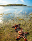 Two red and black starfish resting on shallow, sunlit water near a grassy shoreline, with a small island and blue sky in the background.