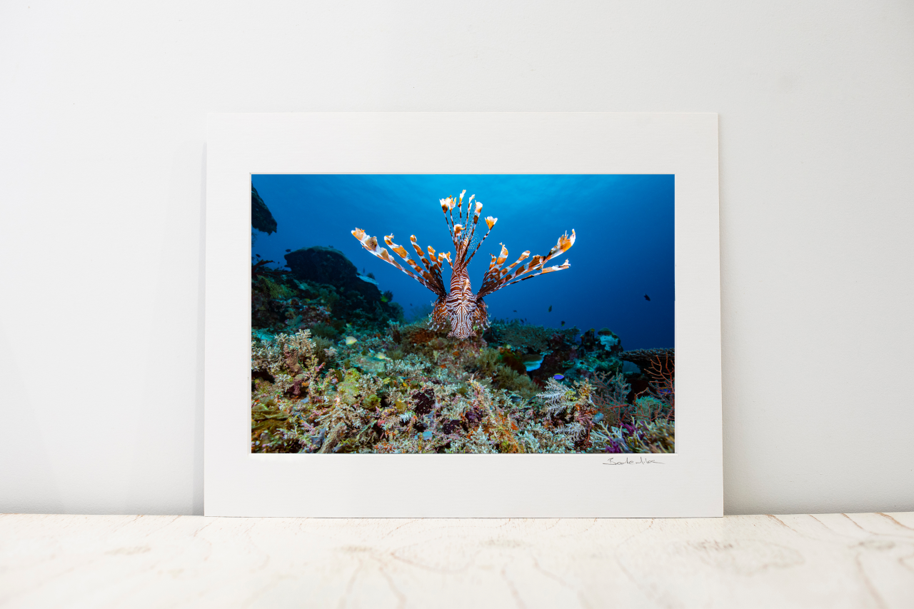 Art Mount | Raja Ampat Underwater Photography by Brooke Miles – Above ...